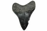 Serrated, Fossil Megalodon Tooth - South Carolina #328618-1
